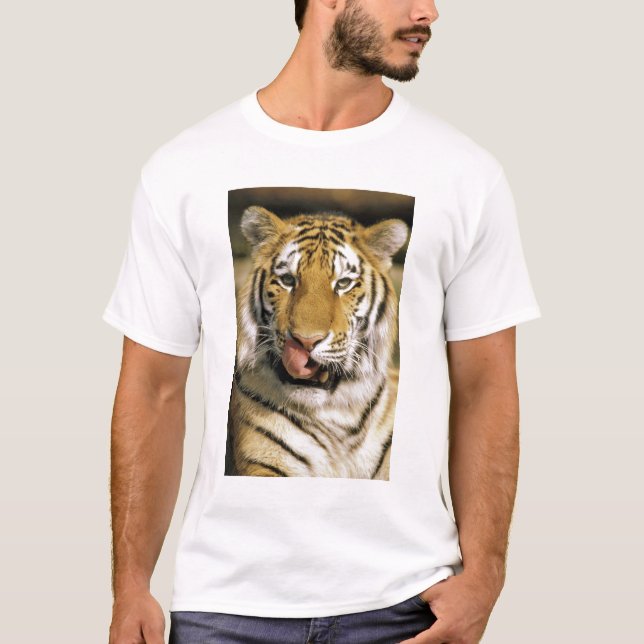 USA, Michigan, Detroit. Detroit Zoo, tiger T Shirt (Framsida)