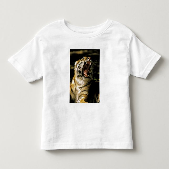 USA, Michigan, Detroit. Detroit Zoo, tiger Tee (Framsida)