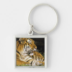 USA, Michigan, Detroit. Detroit Zoo, tiger vid Fyrkantig Silverfärgad Nyckelring