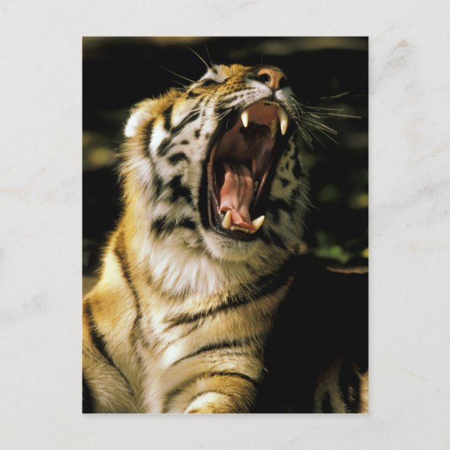 USA, Michigan, Detroit. Detroit Zoo, tiger Vykort (Framsida)