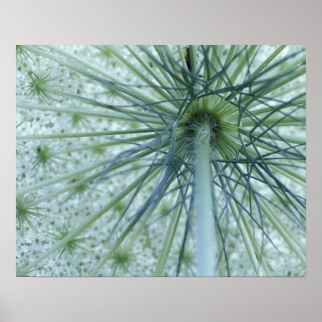 USA, Michigan. Drottning-Anne's Snöre betraktad fr Poster (Framsidan)