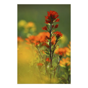 USA, Michigan, Drummond Island, Maxton Plains, Fototryck