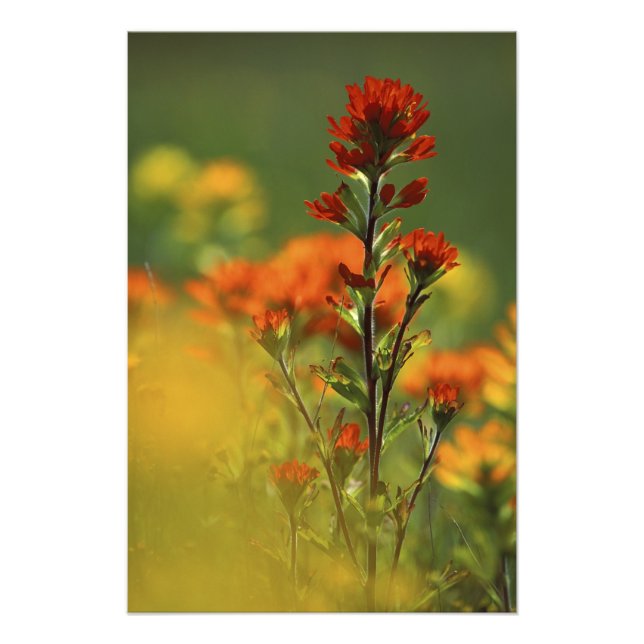 USA, Michigan, Drummond Island, Maxton Plains Fototryck (Framsidan)