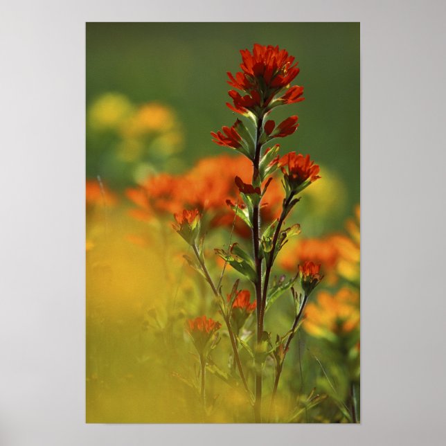 USA, Michigan, Drummond Island, Maxton Plains Poster (Framsidan)