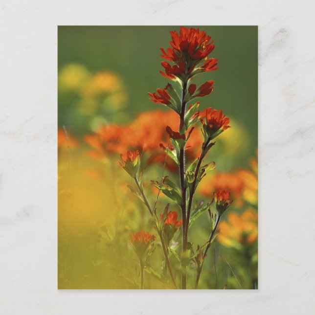 USA, Michigan, Drummond Island, Maxton Plains, Vykort (Framsida)