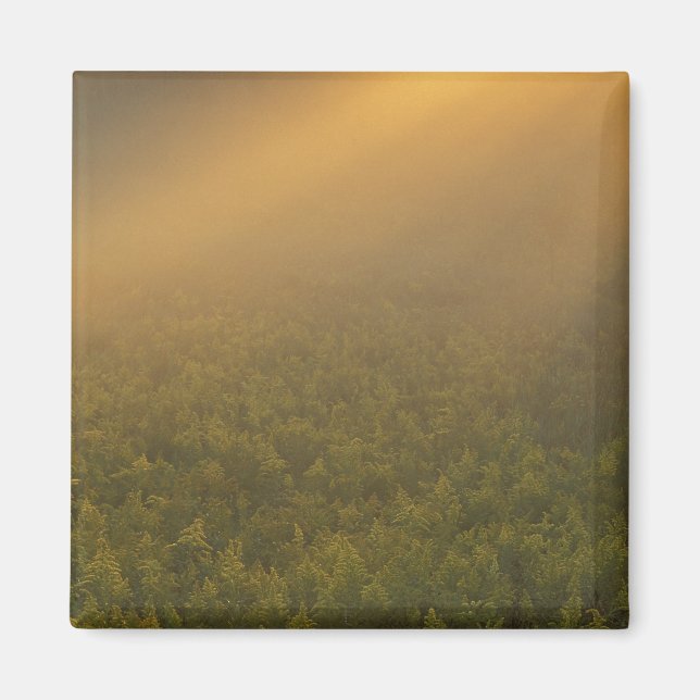 USA, Michigan, Goldenrodfabriker i Meadow Magnet (Framsidan)