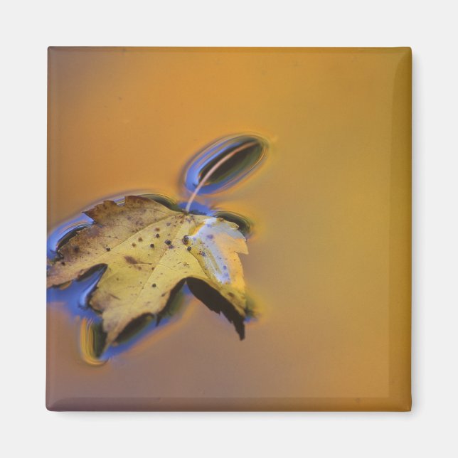 USA, Michigan, Lönnlöv flyter på vatten Magnet (Framsidan)