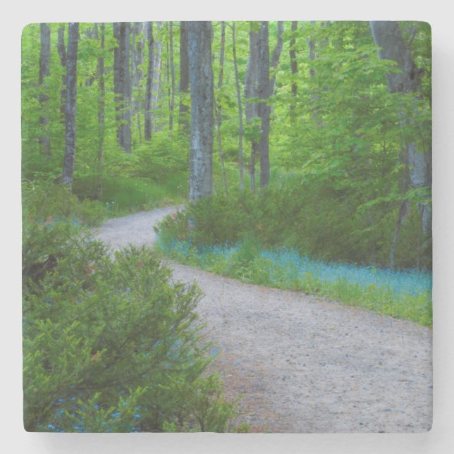 USA, Michigan. Stig genom skogen Stenunderlägg (Framsidan)