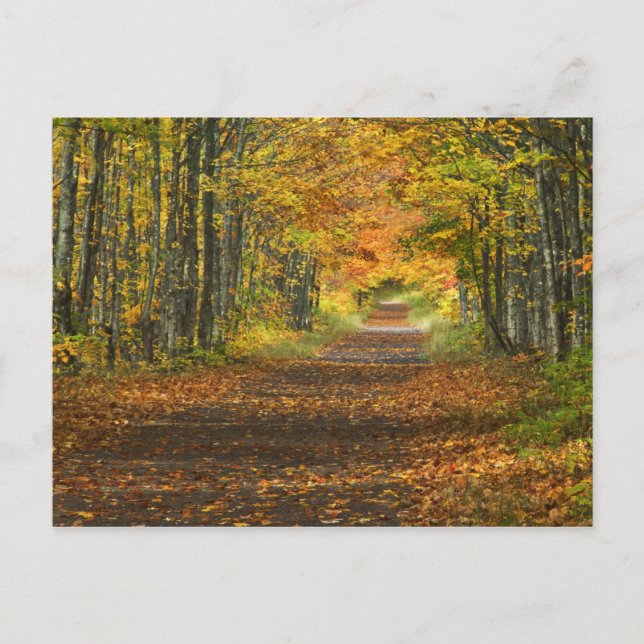 USA, Michigan, Upper Peninsula. Vägväg in i Vykort (Framsida)