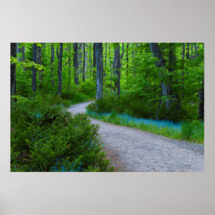 USA, Michigan. Väg Thru Skogen Poster