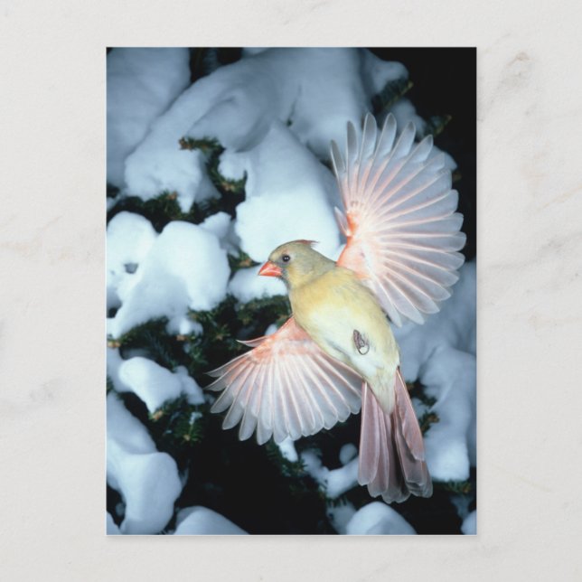 USA, Minnesota, Mendota Heights, Female Kardinal Vykort (Framsida)