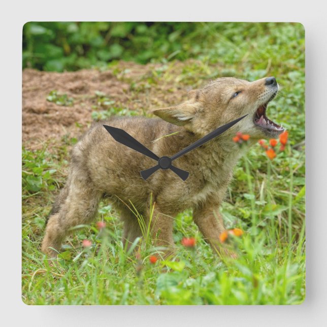 USA Minnesota, sandsten, Minnesota djurliv 17 Fyrkantig Klocka (Framsida)