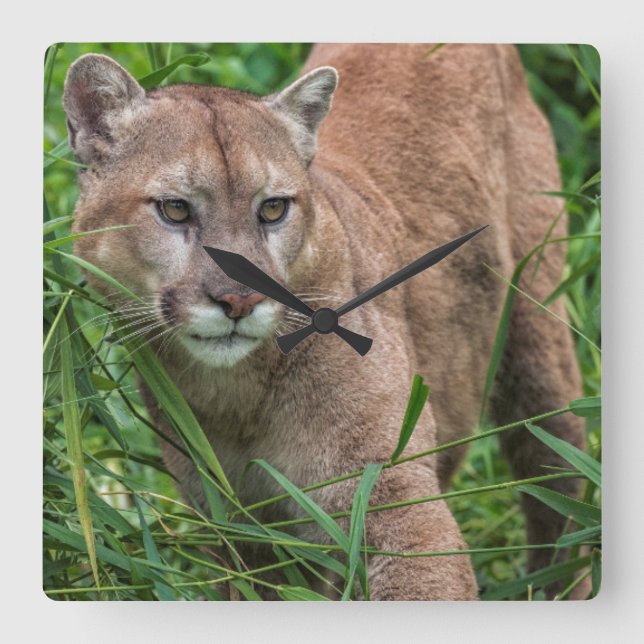 USA Minnesota, sandsten, Minnesota djurliv 18 Fyrkantig Klocka (Framsida)