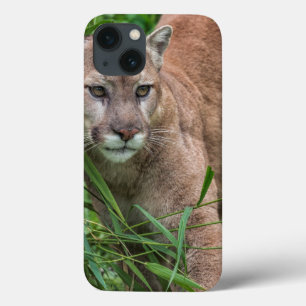 USA, Minnesota, Sandstone, Minnesota Wildlife