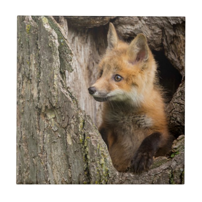 USA, Minnesota, Sandstone, Minnesota Wildlife 14 Kakelplatta (Framsidan)