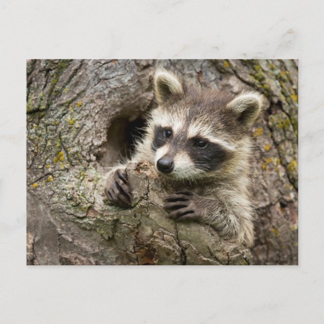 USA, Minnesota, Sandstone, Minnesota Wildlife 16 Vykort (Framsida)