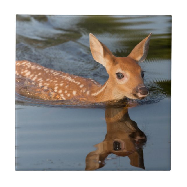 USA, Minnesota, Sandstone, Minnesota Wildlife 19 Kakelplatta (Framsidan)