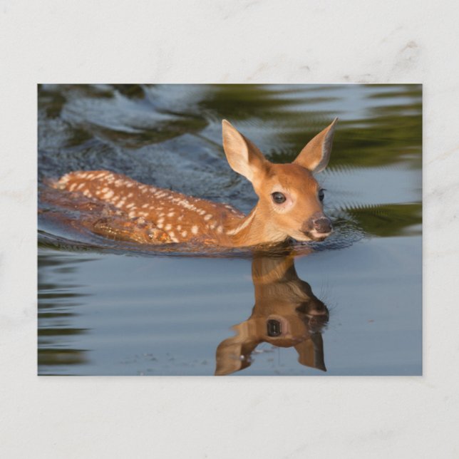 USA, Minnesota, Sandstone, Minnesota Wildlife 19 Vykort (Framsida)