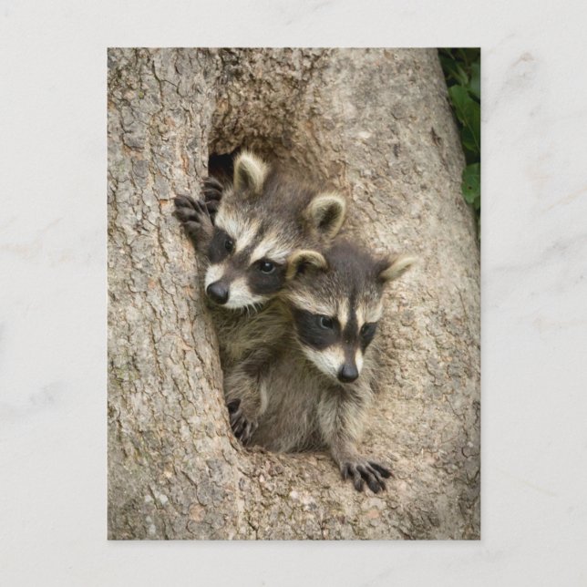 USA, Minnesota, Sandstone, Minnesota Wildlife 7 Vykort (Framsida)