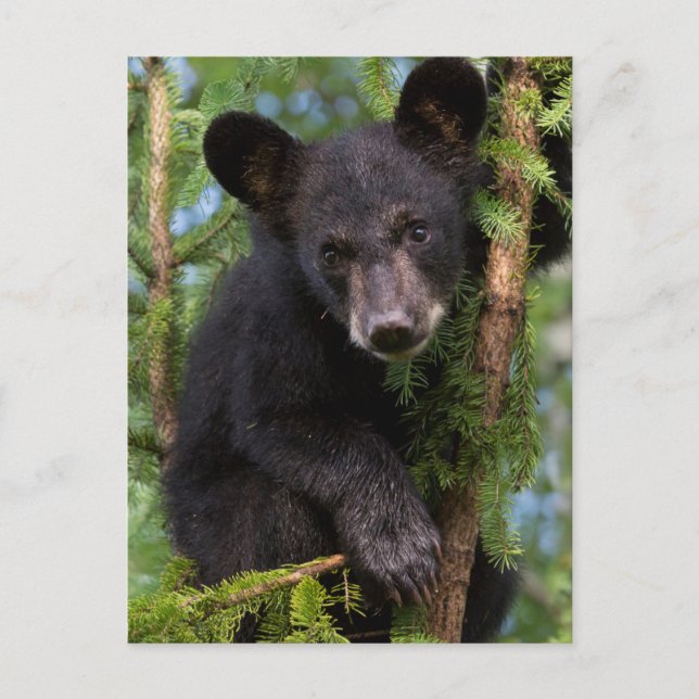 USA, Minnesota, Sandstone, Minnesota Wildlife 8 Vykort (Framsida)