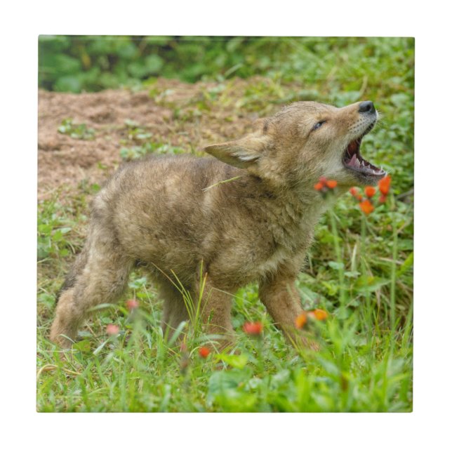 USA, Minnesota, Sandstone, Minnesota Wildlife Kakelplatta (Framsidan)