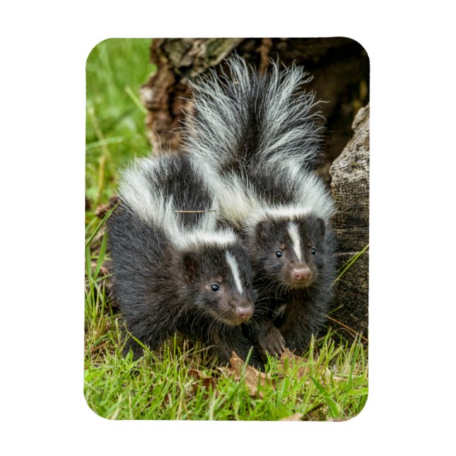 USA, Minnesota, Sandstone, Minnesota Wildlife Magnet (Vertikal)