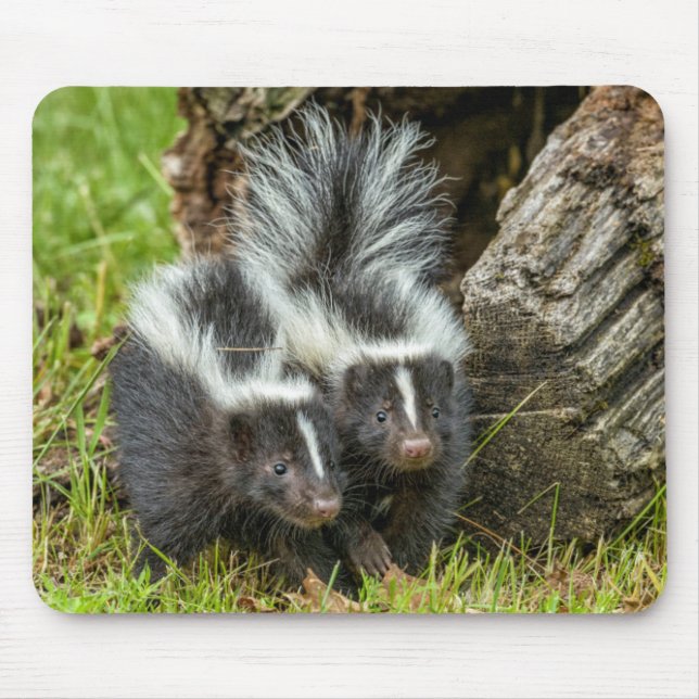 USA, Minnesota, Sandstone, Minnesota Wildlife Musmatta (Framsidan)