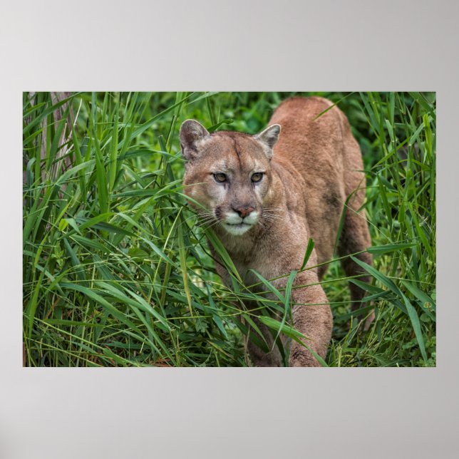USA, Minnesota, Sandstone, Minnesota Wildlife Poster (Framsidan)