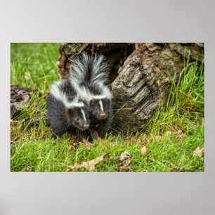 USA, Minnesota, Sandstone, Minnesota Wildlife Poster