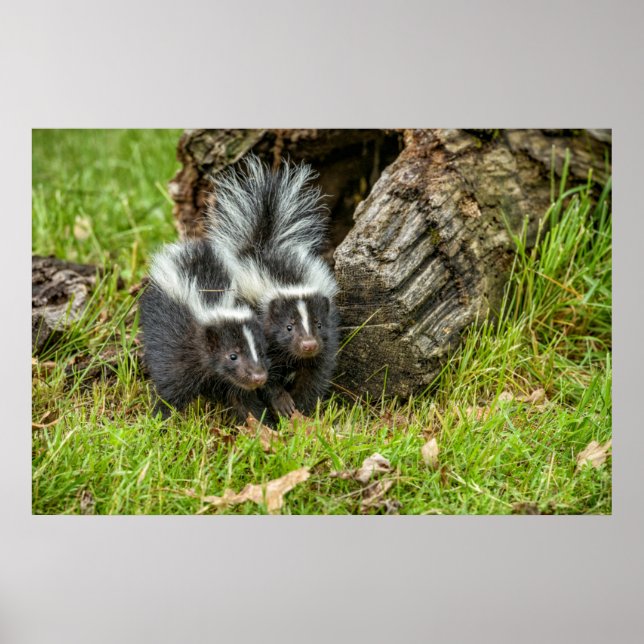 USA, Minnesota, Sandstone, Minnesota Wildlife Poster (Framsidan)