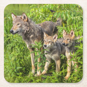 USA, Minnesota, Sandstone, Minnesota Wildlife Underlägg Papper Kvadrat