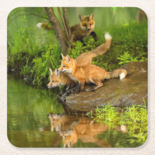 USA, Minnesota, Sandstone, Minnesota Wildlife Underlägg Papper Kvadrat