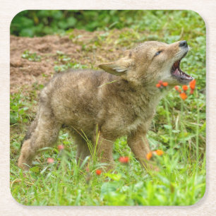 USA, Minnesota, Sandstone, Minnesota Wildlife Underlägg Papper Kvadrat