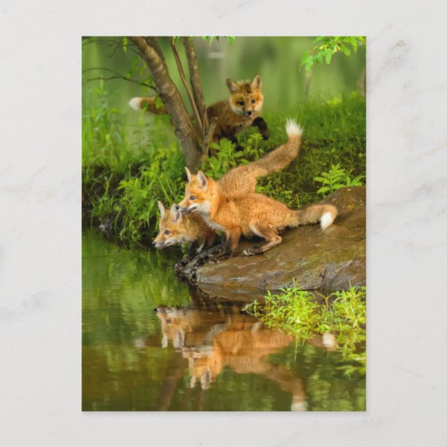 USA, Minnesota, Sandstone, Minnesota Wildlife Vykort (Framsida)