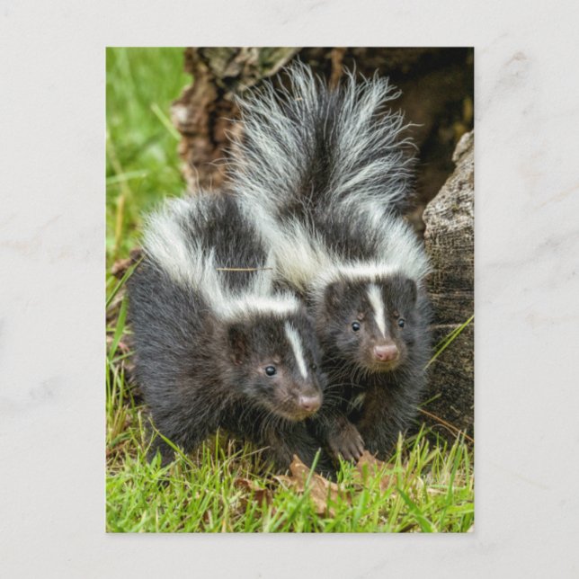 USA, Minnesota, Sandstone, Minnesota Wildlife Vykort (Framsida)