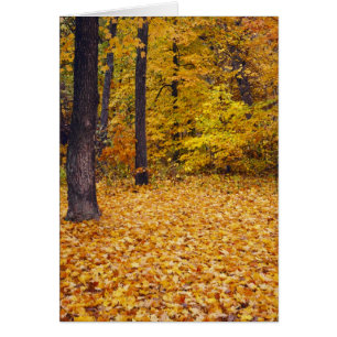 USA, Missouri, Boone County, Maple Forest i Hälsningskort