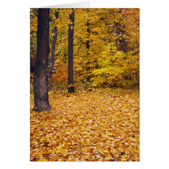 USA, Missouri, Boone County, Maple Forest i Hälsningskort (Framsidan)