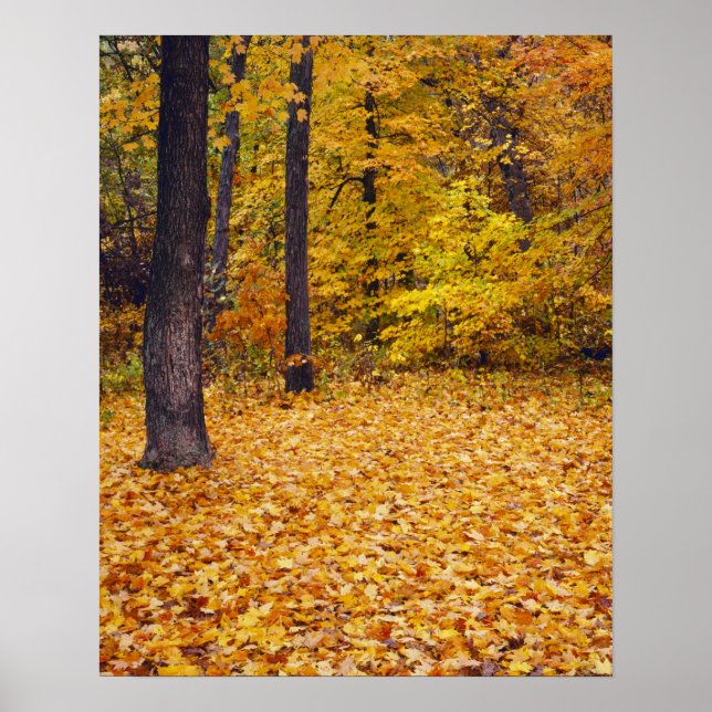 USA, Missouri, Boone County, Maple Forest i Poster (Framsidan)