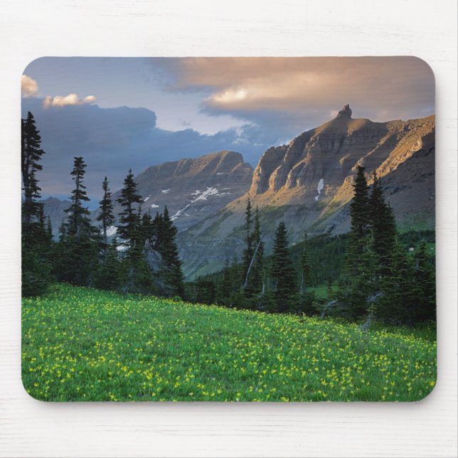 USA, Montana, Glacier National Park, Logan Pass Musmatta (Framsidan)