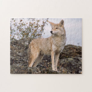 USA, Montana, Kalispell. Coyote på Triple D Pussel