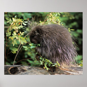 USA Montana, Kalispell. Porcupine och rosa höfter Poster