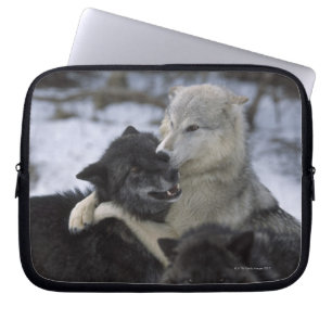 USA Montana, varger som leker i snö Laptop Sleeve