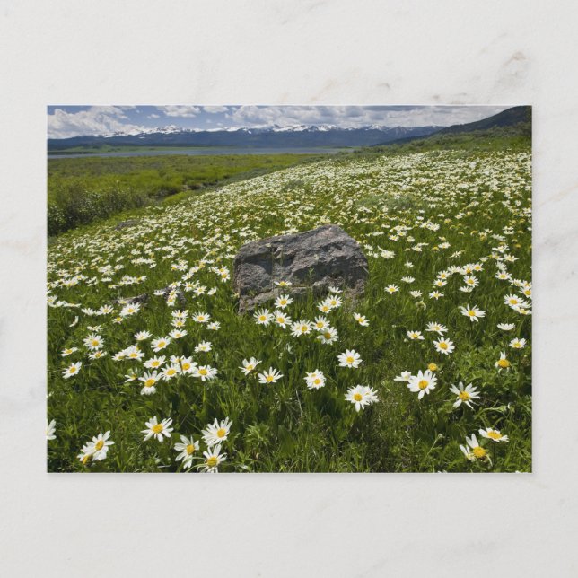 USA, Montana, Vild Daisy blooming in meadow by Vykort (Framsida)