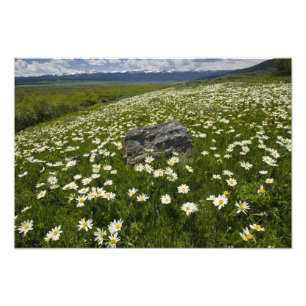 USA, Montana, Vild tusenskönor blommar i äng vid Fototryck