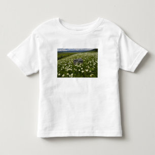 USA, Montana, Vild tusenskönor blommar i äng vid Tröja