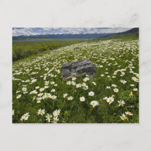 USA, Montana, Vild tusenskönor blommar i äng vid Vykort