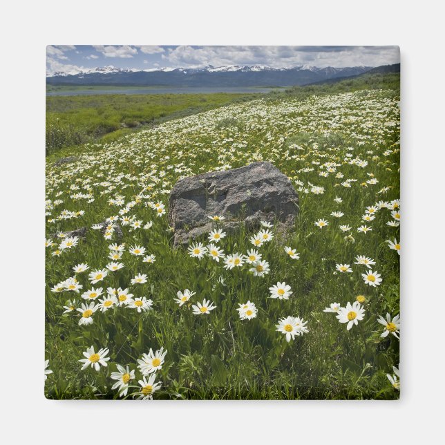USA, Montana, Vild tusenskönor blommar på äng vid Magnet (Framsidan)