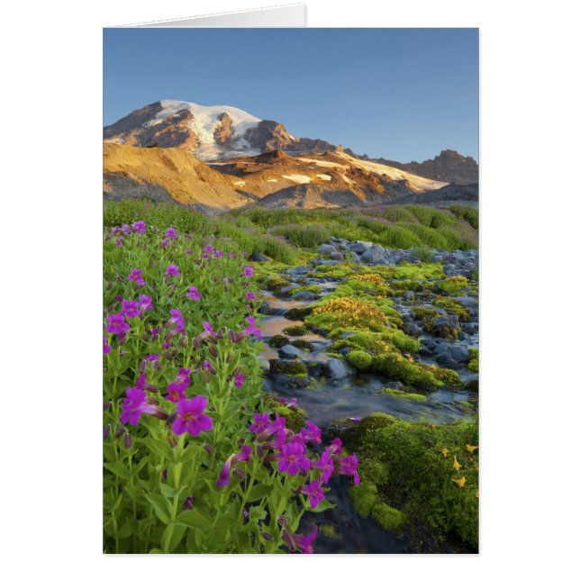 USA, Mt. Rainier National Park, Washington. Hälsningskort (Framsidan)
