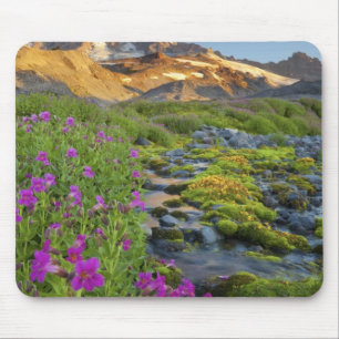 USA, Mt. Rainier National Park, Washington. Musmatta