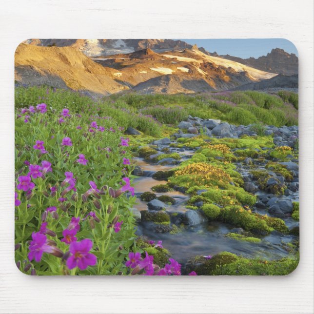 USA, Mt Rainier National Park, Washington. Musmatta (Framsidan)